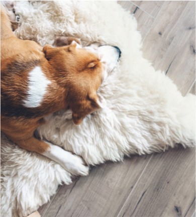 Dog rug flooring | Kemper Flooring